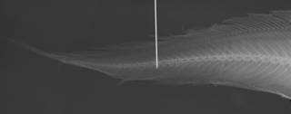 To NMNH Extant Collection (Holcomycteronus USNM 215296 radiograph caudal)