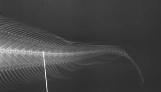 To NMNH Extant Collection (Barathrites parri USNM 215306 radiograph caudal)