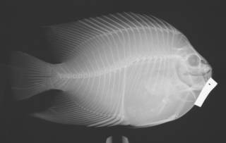 To NMNH Extant Collection (Holocanthus passer USNM 216773 radiograph)