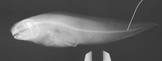 To NMNH Extant Collection (Sirembo jerdoni USNM 226486 radiograph)