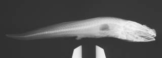 To NMNH Extant Collection (Pseudonus squamiceps USNM 227191 radiograph)