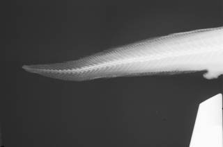To NMNH Extant Collection (Pseudonus squamiceps USNM 227191 radiograph caudal)