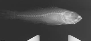 To NMNH Extant Collection (Priolepis pallidicincta USNM 263359 radiograph)