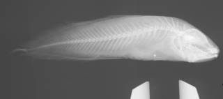 To NMNH Extant Collection (Diancistrus altidorsalis USNM 263697 paratype radiograph)