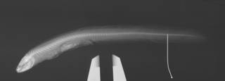 To NMNH Extant Collection (Dipulus caecus USNM 263754 radiograph)