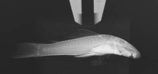 To NMNH Extant Collection (Chaetostoma USNM 284544 radiograph lateral)
