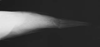 To NMNH Extant Collection (Sphoeroides tyleri USNM 289330 radiograph caudal)