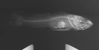 To NMNH Extant Collection (Priolepis boreus USNM 293329 radiograph)