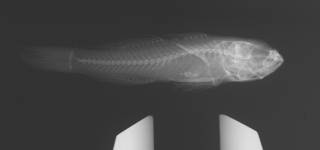 To NMNH Extant Collection (Priolepis cincta USNM 295119 radiograph)