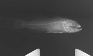 To NMNH Extant Collection (Priolepis nuchifaciata USNM 295456 radiograph)