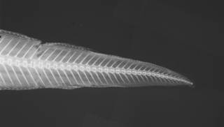 To NMNH Extant Collection (Genypterus omostigma USNM 29670 holotype radiograph caudal)