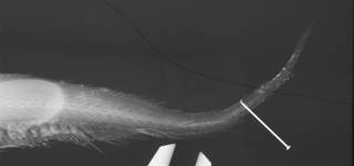 To NMNH Extant Collection (Lamprogrammus niger USNM 304751 radiograph caudal)