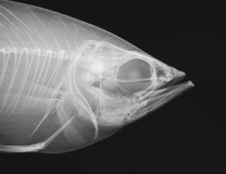 To NMNH Extant Collection (Toxotes chatareus USNM 305715 radiograph head)