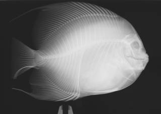 To NMNH Extant Collection (Pomacanthus arcuatus USNM 320566 radiograph)