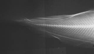 To NMNH Extant Collection (Stygnobrotula latebricola USNM 320889 radiograph caudal)