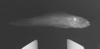 To NMNH Extant Collection (Priolepis fallacincta USNM 321799 radiograph)