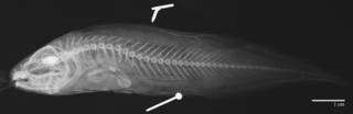 To NMNH Extant Collection (Petrotyx sanguineus USNM 327557 radiograph)