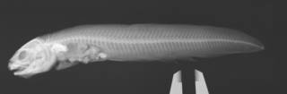 To NMNH Extant Collection (Ophidion antipholus USNM 343369 holotype radiograph)