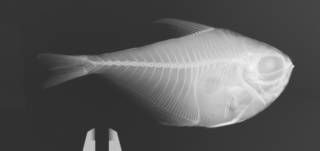 To NMNH Extant Collection (Pempheris oualensis USNM 343784 radiograph)