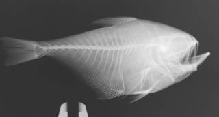 To NMNH Extant Collection (Pempheris russellii USNM 343806 radiograph)
