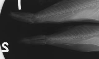 To NMNH Extant Collection (Sphoeroides testudineus USNM 35802 radiograph caudal)