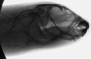 To NMNH Extant Collection (Sphoeroides annulatus USNM 362124 radiograph head)