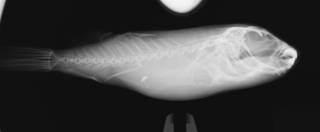 To NMNH Extant Collection (Sphoeroides annulatus USNM 362124 radiograph lateral)