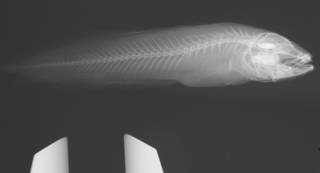 To NMNH Extant Collection (Diancistrus alleni USNM 362752 paratype radiograph)