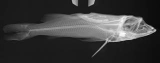 To NMNH Extant Collection (Bagre panamensis USNM 368281 radiograph)