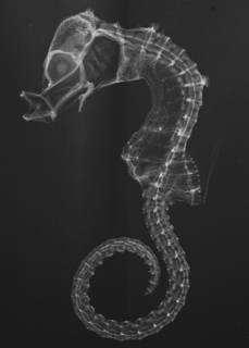 To NMNH Extant Collection (Hippocampus denise USNM 368872 paratype radiograph)