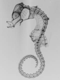To NMNH Extant Collection (Hippocampus denise USNM 368872 paratype radiograph)