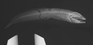 To NMNH Extant Collection (Brosmophycis ventralis USNM 36917 holotype radiograph)