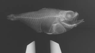 To NMNH Extant Collection (Pempheris poeyi USNM 37184 type radiograph)