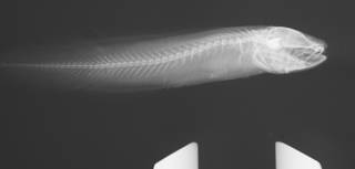 To NMNH Extant Collection (Monothrix polylepis USNM 377211 radiograph)