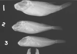 To NMNH Extant Collection (Sphoeroides greeleyi USNM 38536 radiograph lateral)