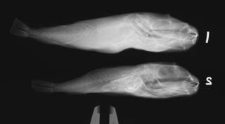 To NMNH Extant Collection (Sphoeroides pachygaster USNM 389311 radiograph lateral)