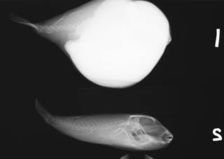 To NMNH Extant Collection (Sphoeroides tyleri USNM 390633 radiograph lateral)