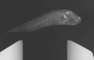 To NMNH Extant Collection (Priolepis ailina USNM 392143 radiograph)