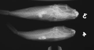 To NMNH Extant Collection (Sphoeroides dorsalis USNM 393491 radiograph lateral)