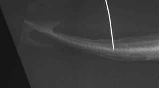 To NMNH Extant Collection (Penopus macdonaldi USNM 39433 holotype radiograph caudal)