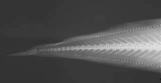 To NMNH Extant Collection (Benthocometes robustus USNM 396083 radiograph caudal)