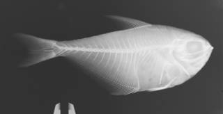 To NMNH Extant Collection (Pempheris oualensis USNM 402276 radiograph)