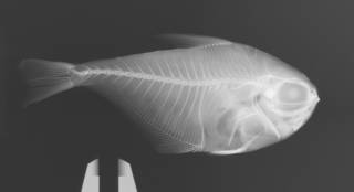 To NMNH Extant Collection (Pempheris mangula USNM 402278 radiograph)