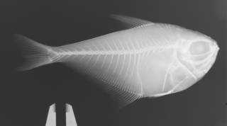 To NMNH Extant Collection (Pempheris otaitensis USNM 402279 radiograph)