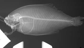 To NMNH Extant Collection (Citharichthys gilberti USNM 43424 radiograph)