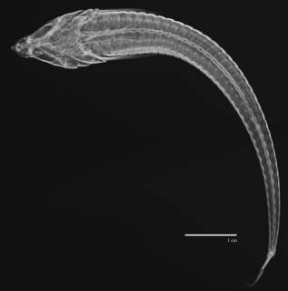 To NMNH Extant Collection (Odontopyxis trispinosa USNM 48749 radiograph dorsal)
