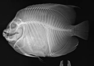 To NMNH Extant Collection (Pomacanthodes zonipectus USNM 5922 holotype radiograph)