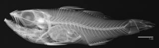 To NMNH Extant Collection (Amia grossidens USNM 70250 holotype radiograph)