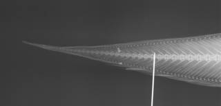 To NMNH Extant Collection (Dicrolene longimana USNM 74130 holotype radiograph caudal)