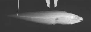 To NMNH Extant Collection (Homostolus acer USNM 74132 holotype radiograph)